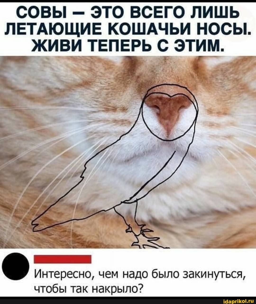 СОВЫ - ЭТО ВСЕГО ЛИШЬ ЛЕТАЮЩИЕ КОШАЧЬИ НОСЫ.
ЖИВИ ТЕПЕРЬ С ЭТИМ.
Интересно, чем надо было закинуться, чтобы так накрыло?