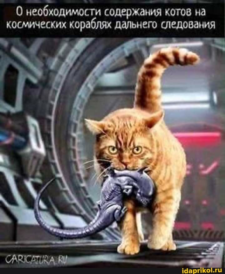 0 необходимости содержания котов на космических кораблях дальнего следования