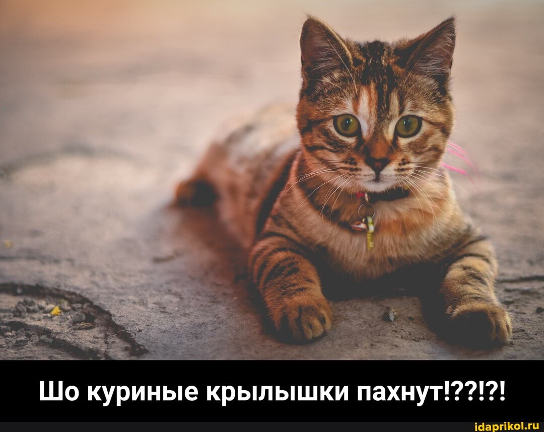 Шо куриные крылышки пахнут!??!?!