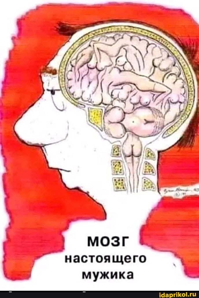 мозг
настоящего мужика