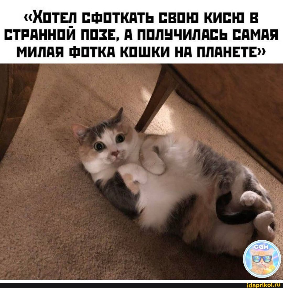 "ХОТЕЛ СФОТКАТЬ СВОЮ КИС В СТРАННОИ ПОЗЕ, А ПОЛУЧИЛАСЬ САМАЯ МИЛАЯ ФОТКА КОШКИ НА ПЛАНЕТЕ"