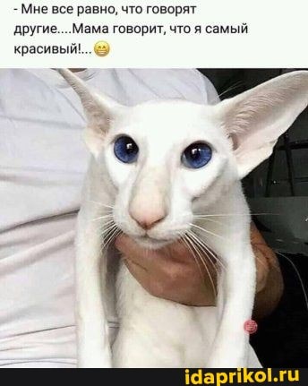 - Мне все равно, что говорят другие....Мама говорит, что я самый красивый!...