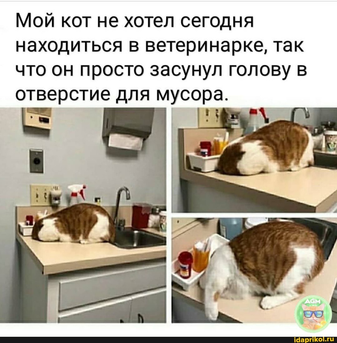 Мой кот не хотел сегодня находиться в ветеринарбке, так что он просто засунул голову отверстие для мусора.