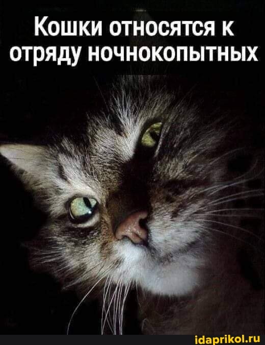 Кошки относятся отряду ночнокопытных