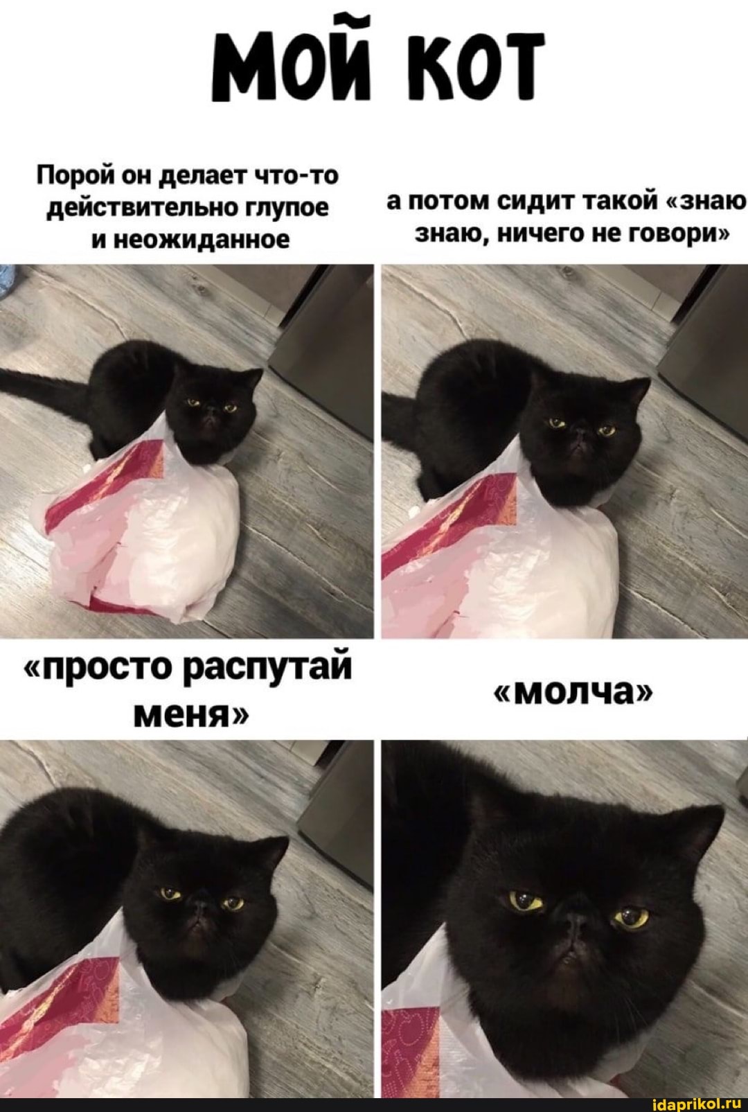 МОЙ КОТ
Порой он делает что-то действительно глупое а потом сидит такой "знаю и неожиданное знаю, ничего не говори"
"просто распутай меня"
"молча"