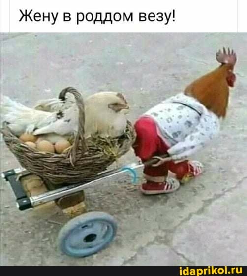 Жену в роддом везу!