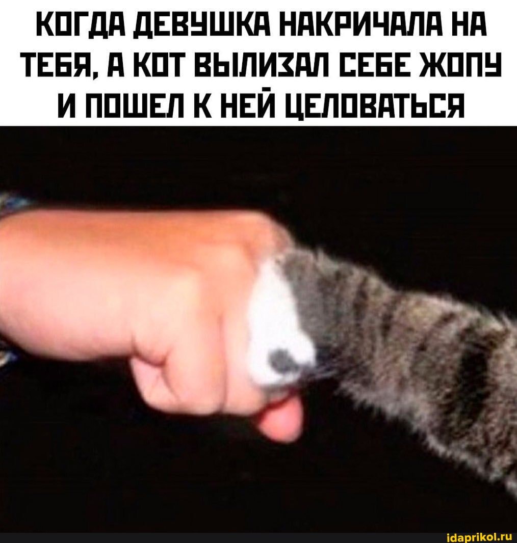 КОГДА ДЕВУШКА НАКРИЧАЛА НА ТЕБЯ, А КОТ ВЫЛИЗАЛ СЕБЕ ЖОПУ И ПОШЕЛ К НЕЙ ЦЕЛОВАТЬСЯ