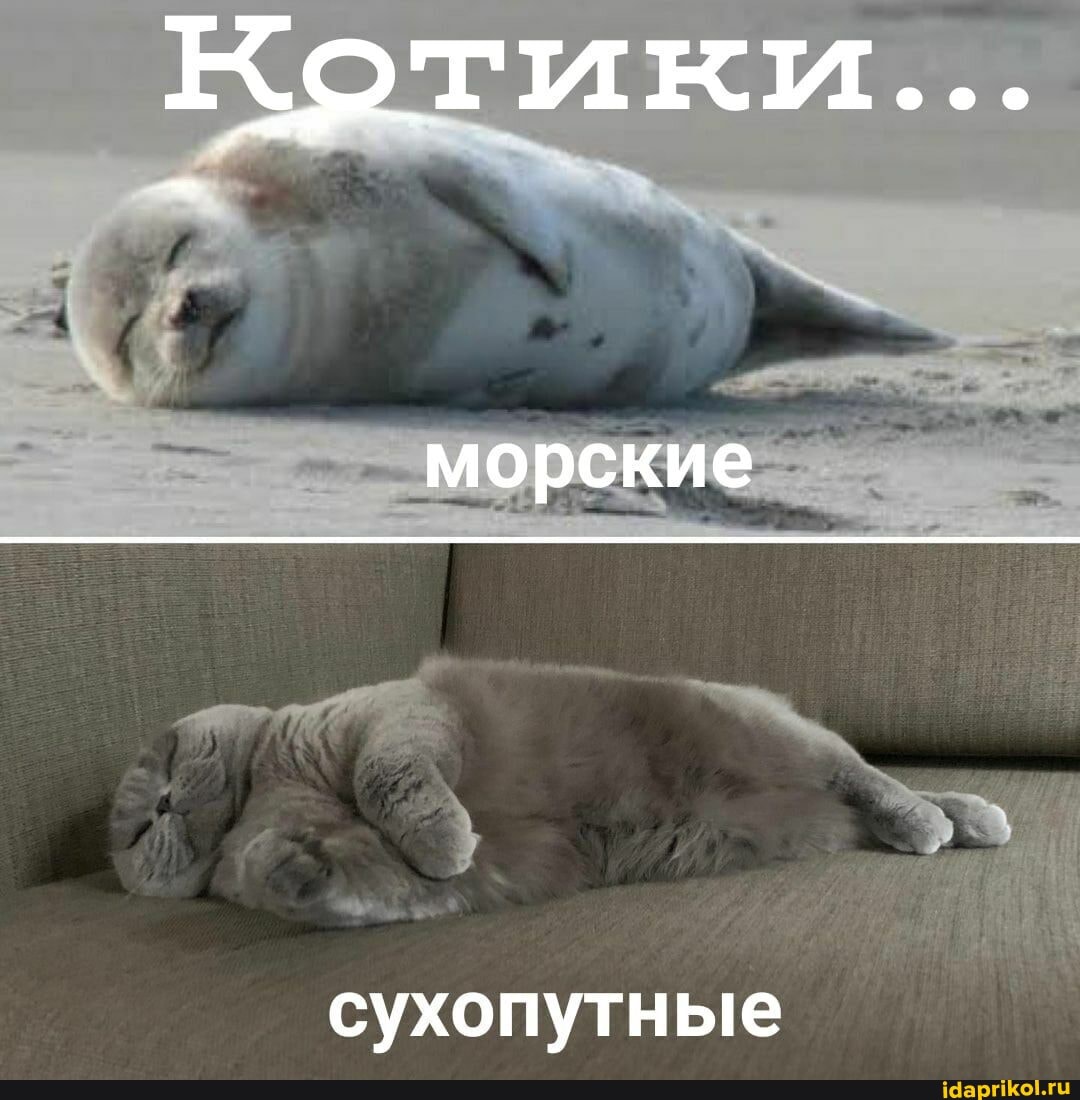Котики...
морские
сухопутные