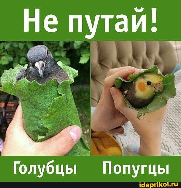 Голубцы Попугцы