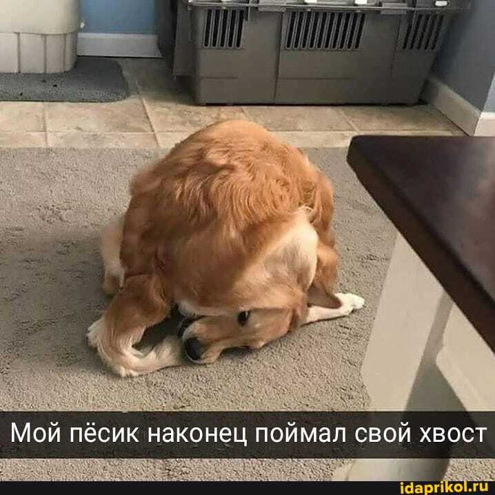 Мой пёсик наконец поймал свой хвост