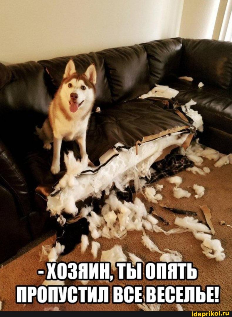 - КОЗЯИН, ТЫ ОПЯТЬ ПРОПУСТИЛ ВСЕ ВЕСЕЛЬЕ!