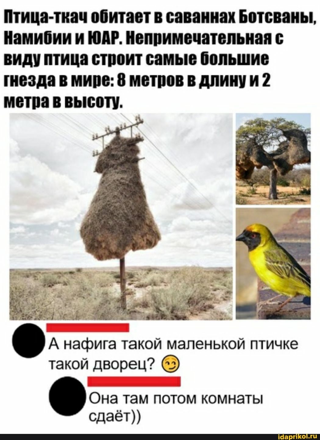 Птица-ткач обитает в саваннах Ботсваны,
Намибии ЮАР. Непримечательная с виду птица строит самые большие гнезда в мире: 8 метров в длинуи 2 метра высоту.
А нафига такой маленькой птичке такой дворец?
там потом комнаты сдаёт))