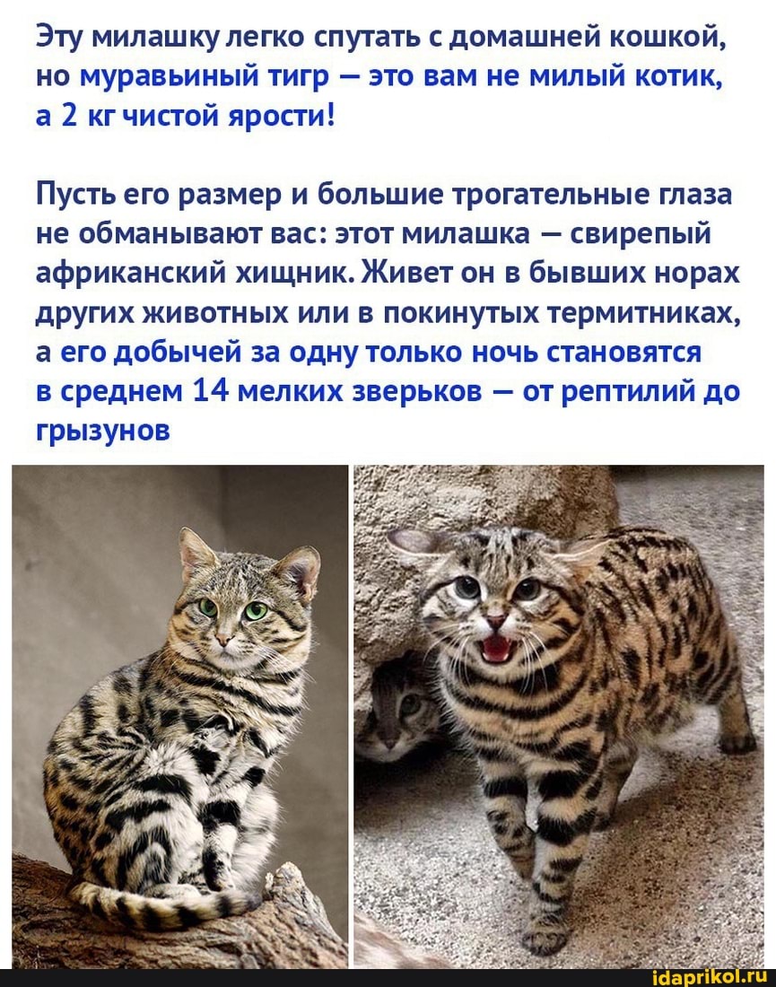 Эту милашку легко спутать с домашней кошкой, но муравьиный тигр - это вам не милый котик, а 2 кгчистой ярости!
Пусть его размер и большие трогательные глаза не обманывают вас: этот милашка - свирепый африканский хищник. Живет он в бывших норах
других животных или в покинутых термитниках, а его добычей за одну только ночь становятся
в среднем 14 мелких зверьков - от рептилий до грызунов