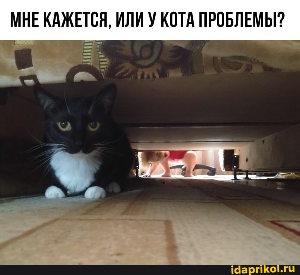 МНЕ КАЖЕТСЯ, ИЛИ У КОТА ПРОБЛЕМЫ?