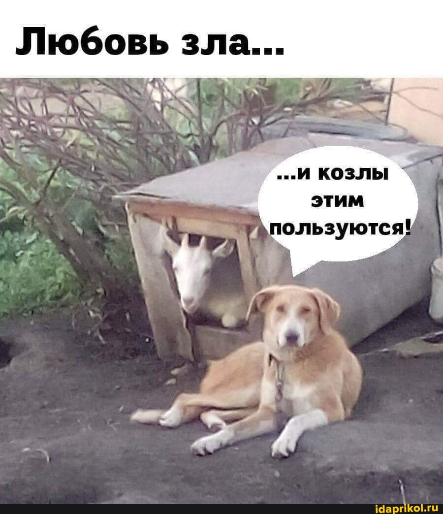 Любовь зла...
"..и козлы этим
ользуются