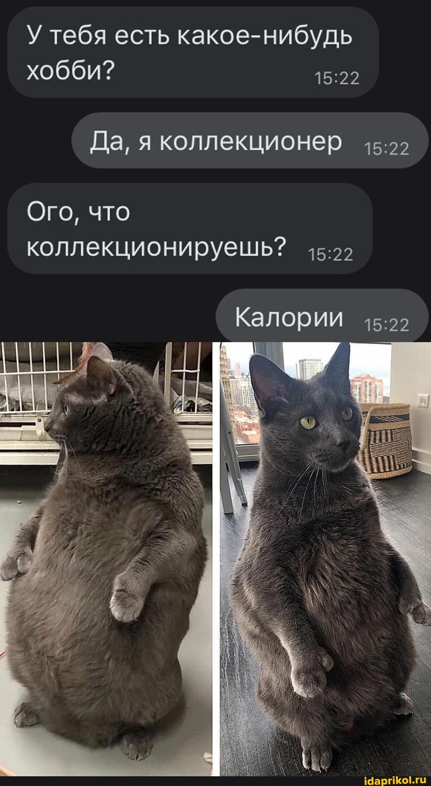 У тебя есть какое-нибудь хобби?
Да, я коллекционер
Ого, что коллекционируешь?
Калории