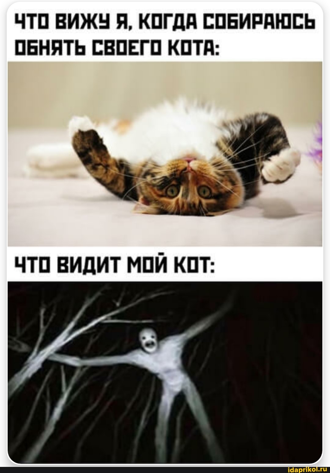 ЧТО ВИЖУ Я, КОГДА СОБИРАЮСЬ ОБНЯТЬ СВОЕГО КОТА: