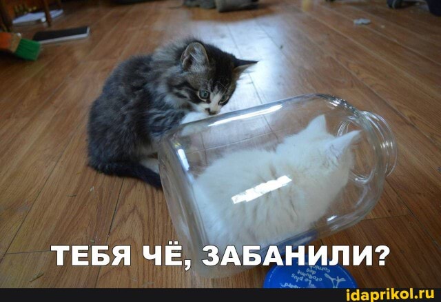 ТЕБЯ ЧЁ, ЗАБАНИЛИ?