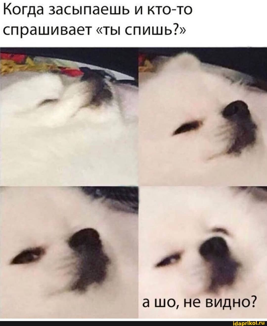 Когда засыпаешь и кто-то спрашивает "ты спишь?"
- "
а шо, не видно?