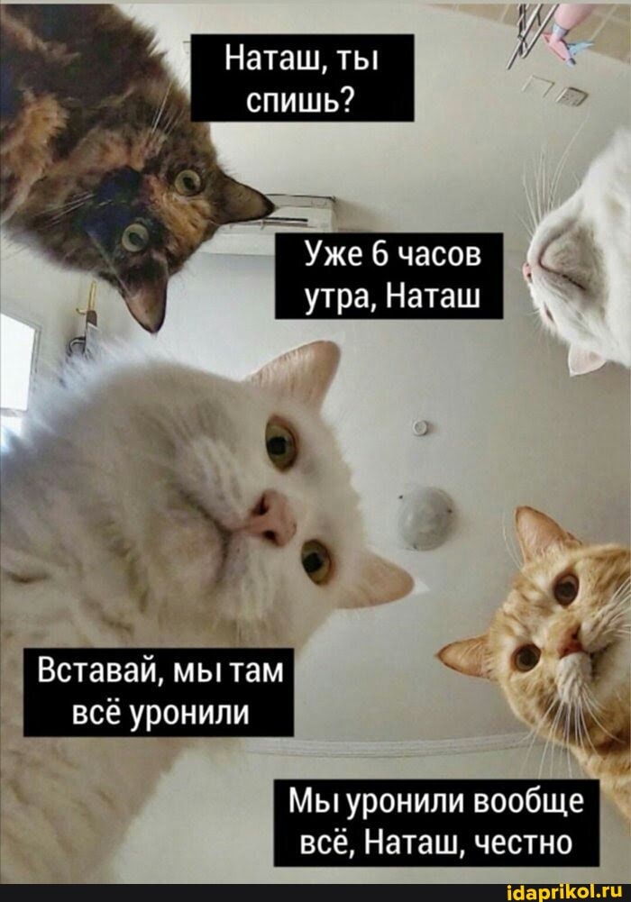 Наташ, ты
спишь?
Уже часов
утра, Наташ I
Вставай, мы там всё уронили
Мы уронили вообще всё, Наташ, честно