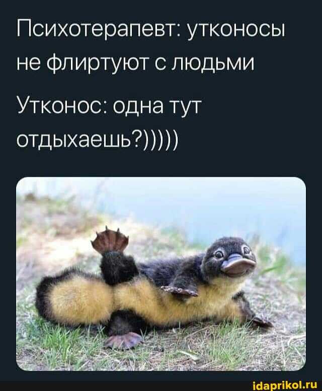 Психотерапевт: утконосы не флиртуют с людьми
Утконос: одна тут отдыхаешь?)))))