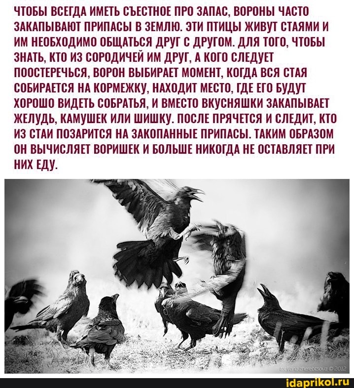 ЧТОБЫ ВСЕГДА ИМЕТЬ СЪЕСТНОЕ ПРО ЗАПАС, ВОРОНЫ ЧАСТО ЗАКАПЫВАЮТ ПРИПАСЫ В ЗЕМЛЮ. ЭТИ ПТИЦЫ ЖИВУТ СТАЯМИ И ИМ НЕОБХОДИМО ОБЩАТЬСЯ ДРУГ С ДРУГОМ. ДЛЯ ТОГО, ЧТОБЫ ЗНАТЬ, КТО ИЗ СОРОДИЧЕЙ ИМ ДРУГ, А КОГО СЛЕДУЕТ ПООСТЕРЕЧЬСЯ, ВОРОН ВЫБИРАЕТ МОМЕНТ, КОГДА ВСЯ СТАЯ СОБИРАЕТСЯ НА КОРМЕЖКУ, НАХОДИТ МЕСТО, ГДЕ ЕГО БУДУТ ХОРОШО ВИДЕТЬ СОБРАТЬЯ, И ВМЕСТО ВКУСНЯШКИ ЗАКАПЫВАЕТ ЖЕЛУДЬ, КАМУШЕК ИЛИ ШИШКУ. ПОСЛЕ ПРЯЧЕТСЯ И СЛЕДИТ, КТО ИЗ СТАИ ПОЗАРИТСЯ НА ЗАКОПАННЫЕ ПРИПАСЫ. ТАКИМ ОБРАЗОМ ОН ВЫЧИСЛЯЕТ ВОРИШЕК И БОЛЬШЕ НИКОГДА НЕ ОСТАВЛЯЕТ ПРИ НИХ ЕДУ.