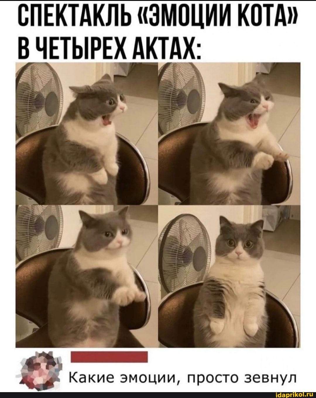 СПЕКТАКЛЬ "ЭМОЦИИ КОТА"
В ЧЕТЫРЕХ АКТАХ:
Какие эмоции, просто зевнул
