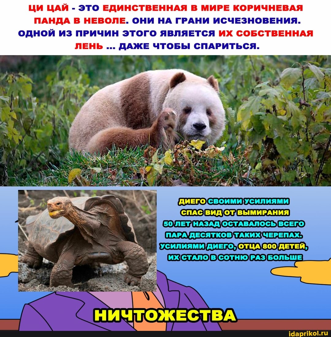ЦИ ЦАЙ - ЭТО ЕДИНСТВЕННАЯ В МИРЕ КОРИЧНЕВАЯ ПАНДА В НЕВОЛЕ. ОНИ НА ГРАНИ ИСЧЕЗНОВЕНИЯ.
ОДНОЙ ИЗ ПРИЧИН ЭТОГО ЯВЛЯЕТСЯ ИХ СОБСТВЕННАЯ ЛЕНЬ ДАЖЕ ЧТОБЫ СПАРИТЬСЯ.
СПАС ВИД ОТ, ВЫМИРАНИЯ
50 ЛЕТ. НАЗАД ОСТАВАЛОСЬ ВСЕГО ПАРА 'ДЕСЯТКОВ ТАКИХ. ЧЕРЕПАХ.
УСИЛИЯМИ 800 ДЕТЕЙ,
НИЧТОЖЕСТВА