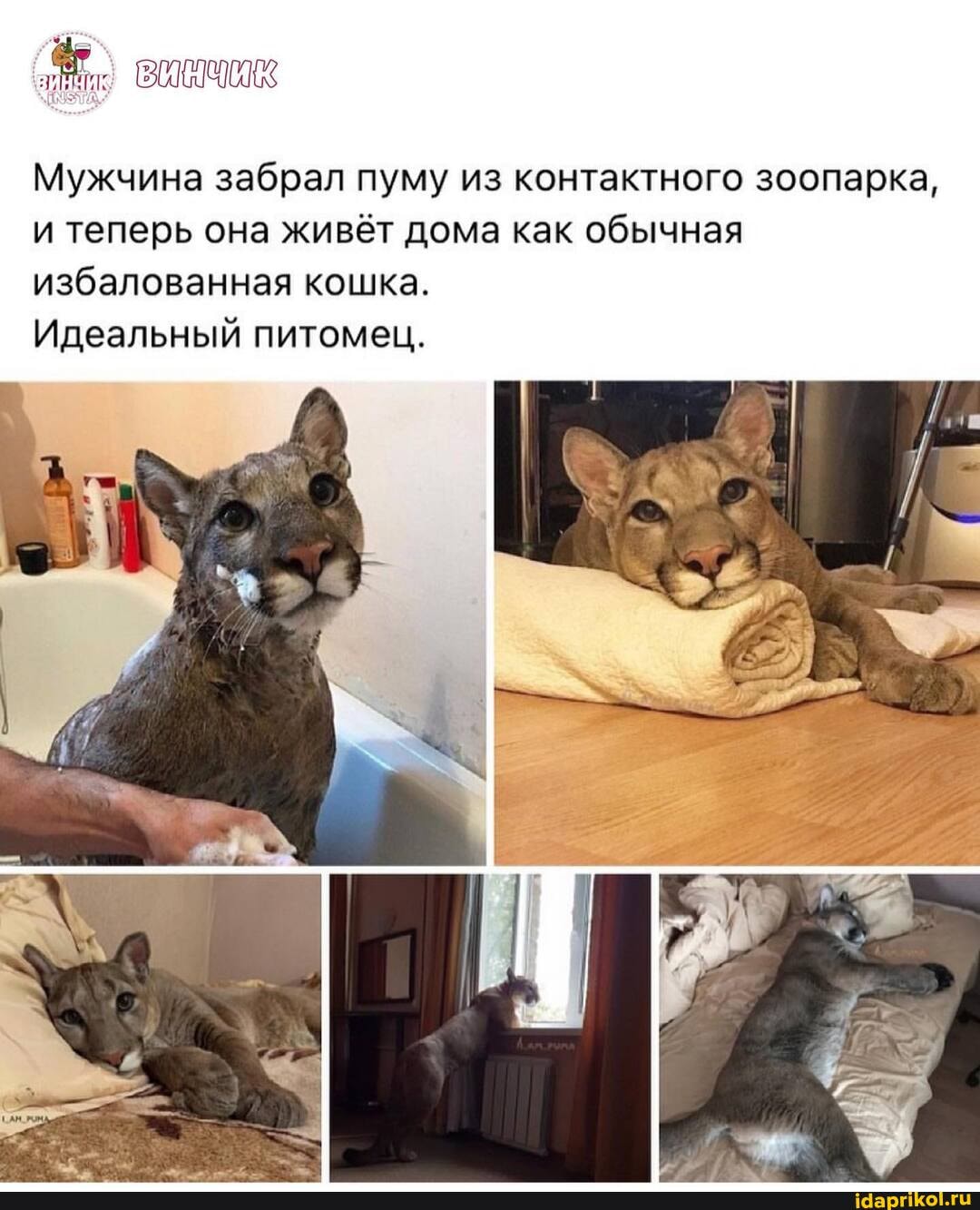 Мужчина забрал пуму из контактного зоопарка, и теперь она живёт дома как обычная избалованная кошка.
Идеальный питомец.