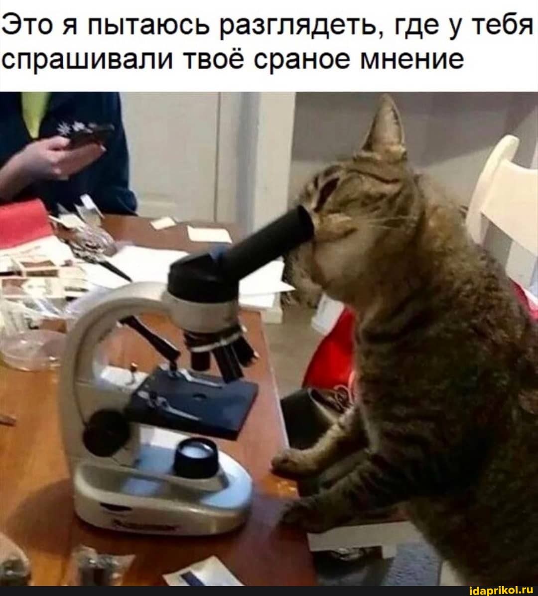 Это я пытаюсь разглядеть, где у тебя спрашивали твоё сраное мнение