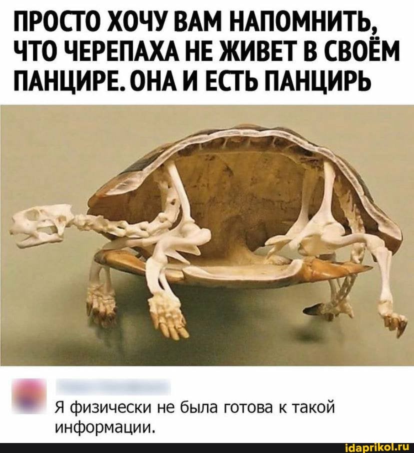 ПРОСТО ХОЧУ ВАМ НАПОМНИТЬ,
ЧТО ЧЕРЕПАХА НЕ ЖИВЕТ В СВОЁМ ПАНЦИРЕ. ОНА И ЕСТЬ ПАНЦИРЬ
Я физически не была готова к такой информации.