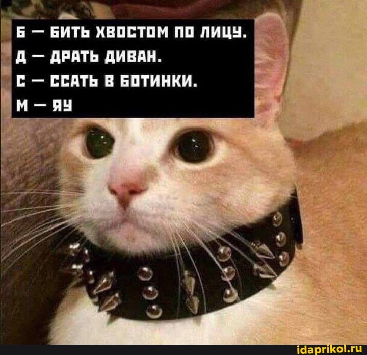 Б - БИТЬ ХВОСТОМ ПО ЛИЦУ.
Д - ДРАТЬ ДИВАН.
- ССАТЬ В БОТИНКИ.