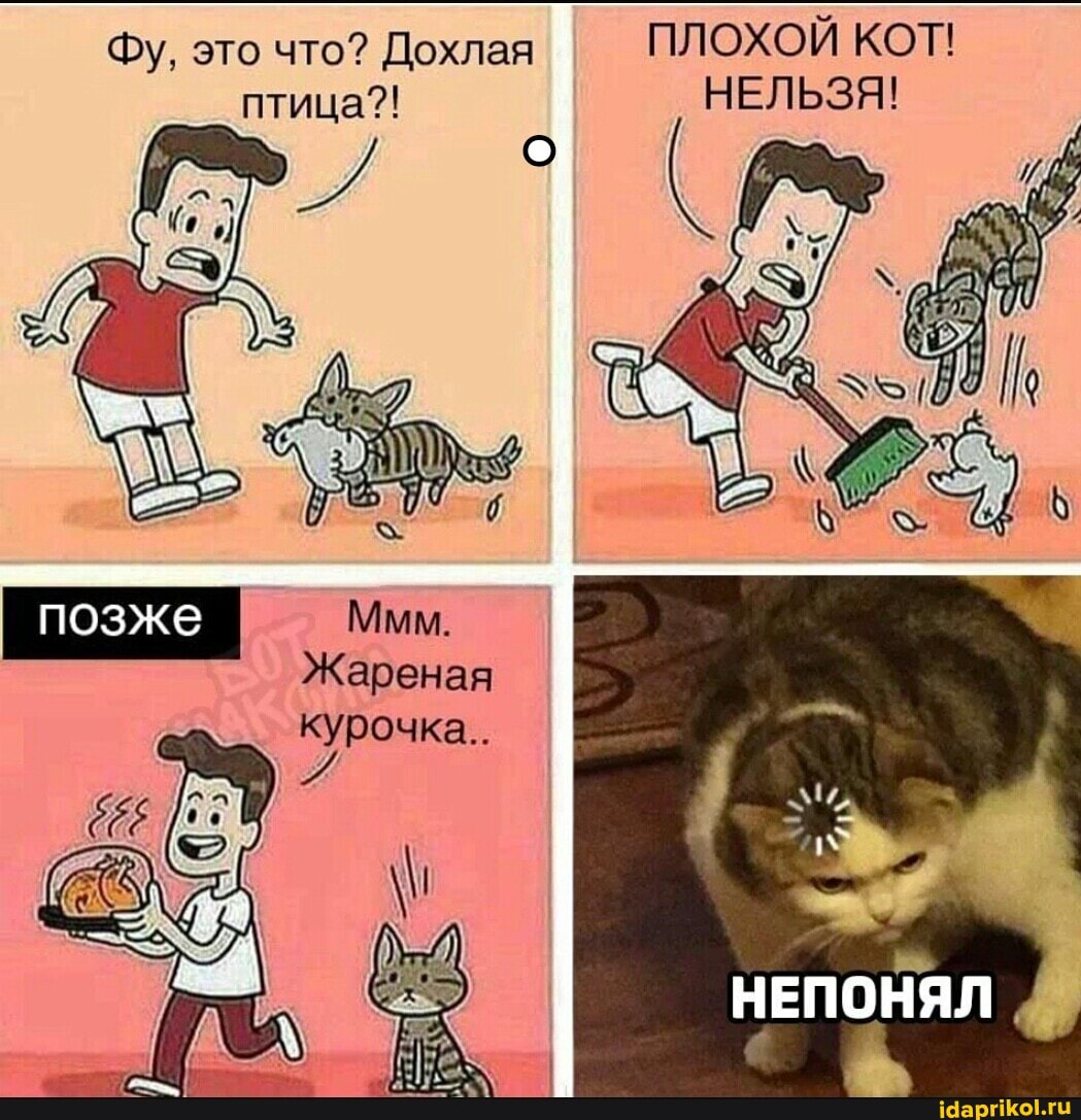 Фу, это что? Дохлая ПЛОХОЙ КОТ! птица?! НЕЛЬЗЯ!
Жареная