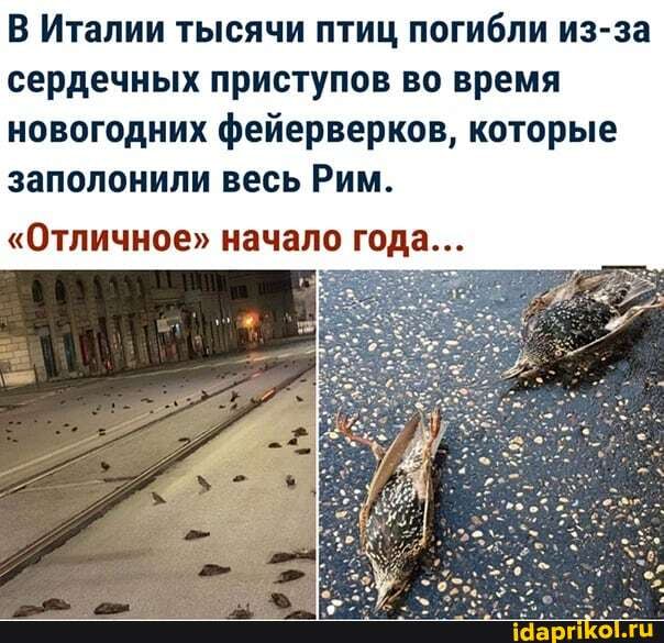 В Италии тысячи птиц погибли из-за сердечных приступов во время новогодних фейерверков, которые заполонили весь Рим.
"Отличное" начало года
