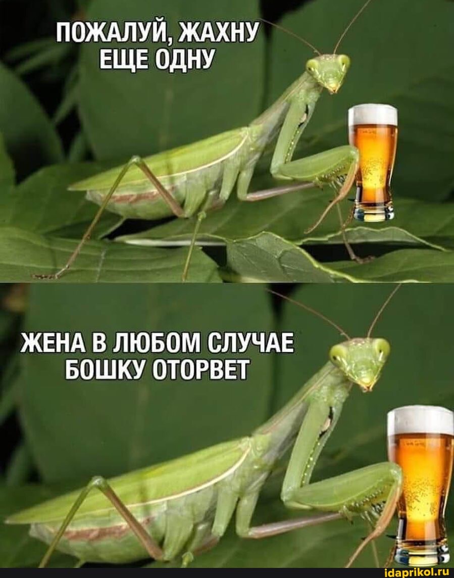 ПОЖАЛУЙ, ЖАХНУ ЕЩЕ ОДНУ
ЖЕНА В ЛЮБОМ СЛУЧАЕ БОШКУ ОТОРВЕТ