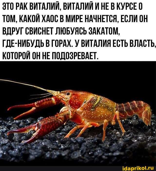 ЭТО РАК ВИТАЛИЙ, ВИТАЛИЙ И НЕ В КУРСЕ 0
ТОМ, КАКОЙ ХАОС В МИРЕ НАЧНЕТСЯ, ЕСЛИ ОН ВДРУГ СВИСНЕТ ЛЮБУЯСЬ ЗАКАТОМ,
ГДЕ-НИБУДЬ В ГОРАХ. У ВИТАЛИЯ ЕСТЬ ВЛАСТЬ КОТОРОЙ ОН НЕ ПОДОЗРЕВАЕТ.