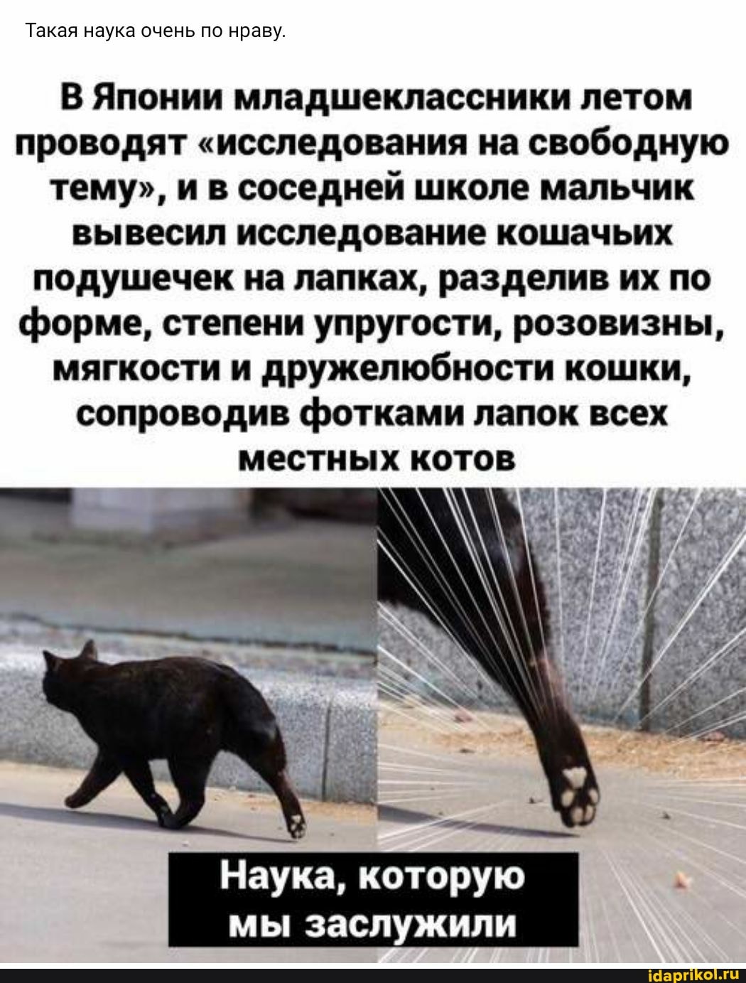 Такая наука очень по нраву.
В Японии младшеклассники летом проводят "исследования на свободную тему", и в соседней школе мальчик вывесил исследование кошачьих подушечек на лапках, разделив их по форме, степени упругости, розовизны, мягкости и дружелюбности кошки, сопроводив фотками лапок всех
местных котов
Наука, которую
мы заслужили