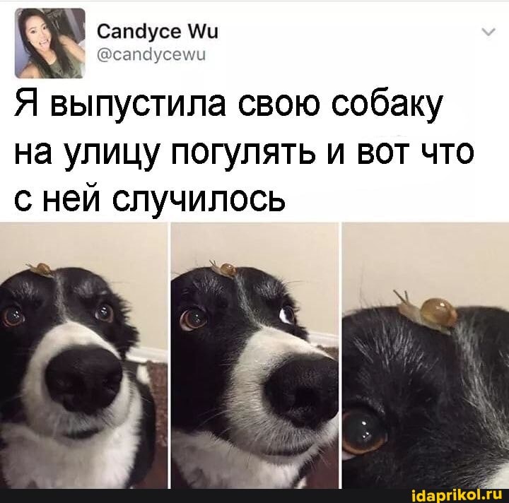 Я выпустила свою собаку
на улицу погулять и вот что с ней случилось