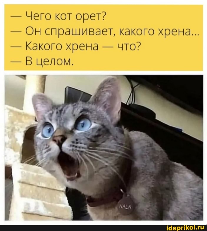 - Чего кот орет?
- Он спрашивает, какого хрена...
- Какого хрена - что?
- В целом.