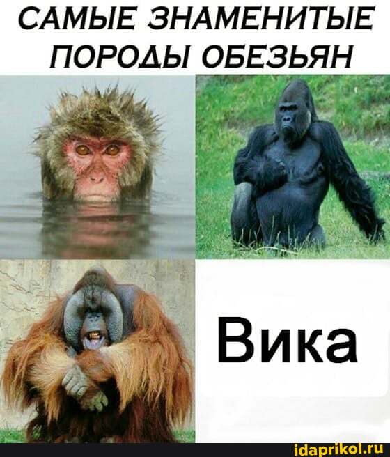 САМЫЕ ЗНАМЕНИТЫЕ ПОРОДЫ ОБЕЗЬЯН