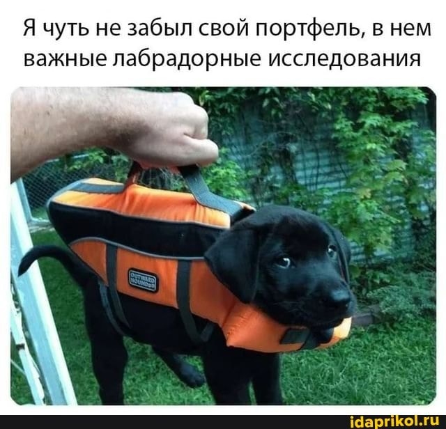 Я чуть не забыл свой портфель, в нем важные лабрадорные исследования