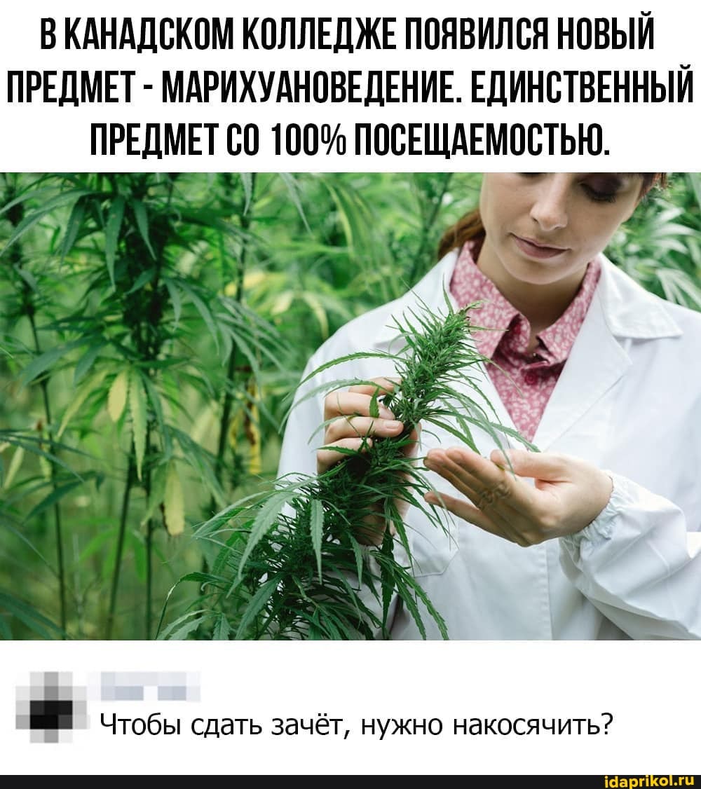 ВКАНАДСКОМ КОЛЛЕДЖЕ ПОЯВИЛСЯ НОВЫЙ
ПРЕДМЕТ МАРИХУАНОВЕДЕНИЕ. ЕДИНСТВЕННЫЙ
= Чтобы сдать зачёт, нужно накосячить?