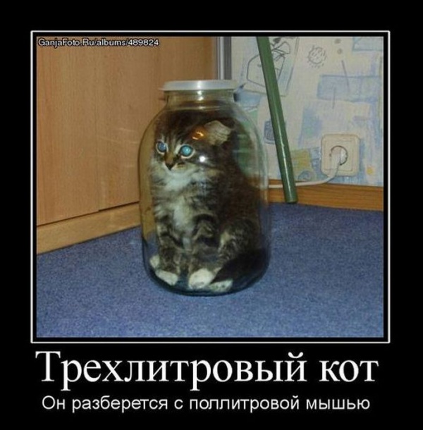 'Трехлитровый кот
Он разберется с поллитровой мышью - Трехлитровый кот. он разберется с поллитровой мышью