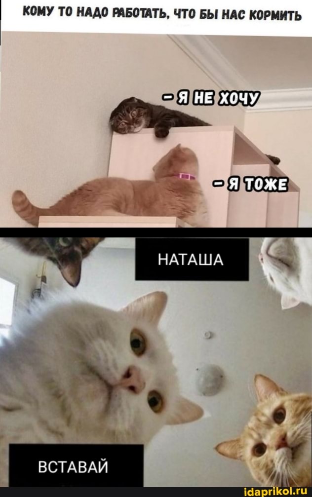 КОМУ ТО НАДО РАБОТАТЬ, ЧТО БЫ НАС КОРМИТЬ
НЕ ХОЧУ
ТОЖЕ
НАТАША
ВСТАВАЙ