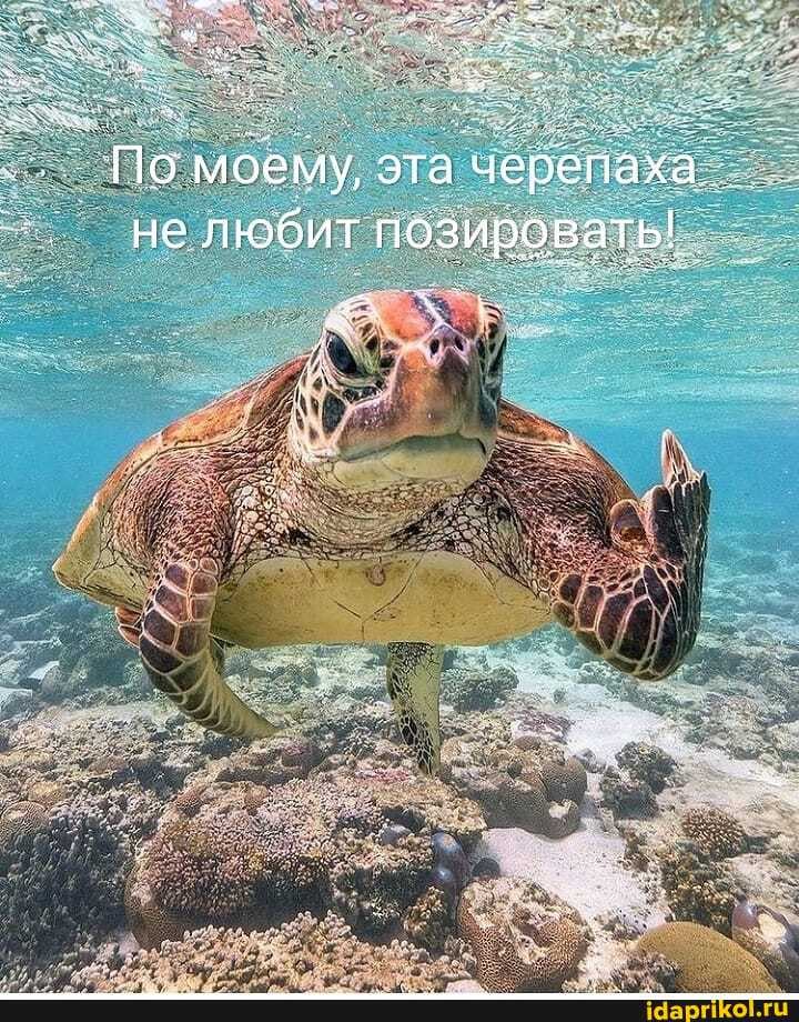 По моему, эта черепаха.
не любит позировать!