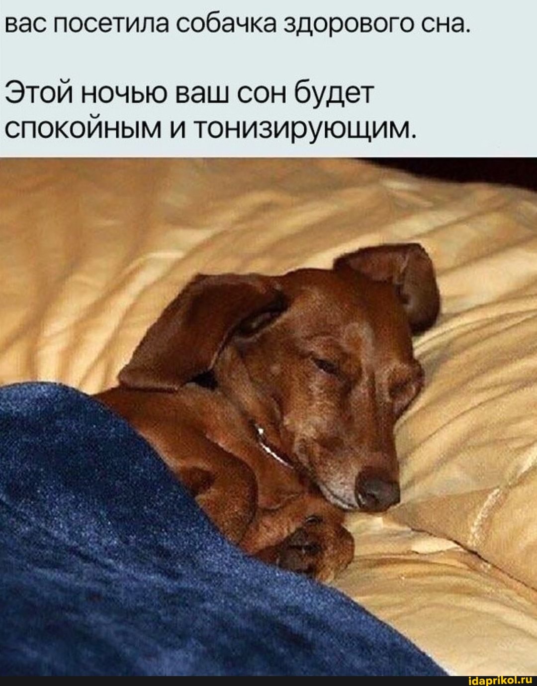 вас посетила собачка здорового сна.
Этой ночью ваш сон будет спокойным и тонизирующим.