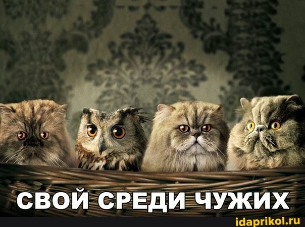 СВОЙ СРЕДИ ЧУЖИХ