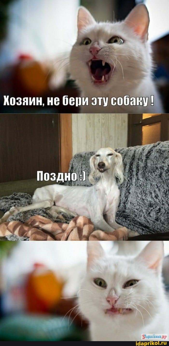 Хозяин, не бери эту собаку!
Поздно