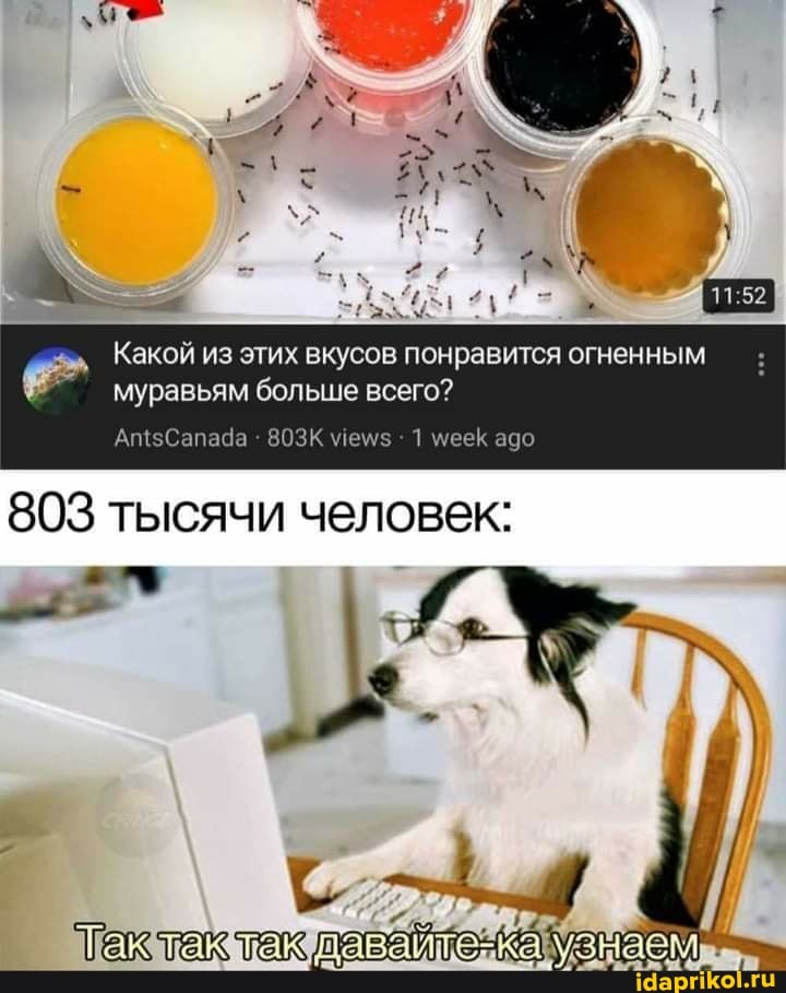 Какой из этих вкусов понравится огненным муравьям больше всего?
803
803 тысячи человек:
[ак так так