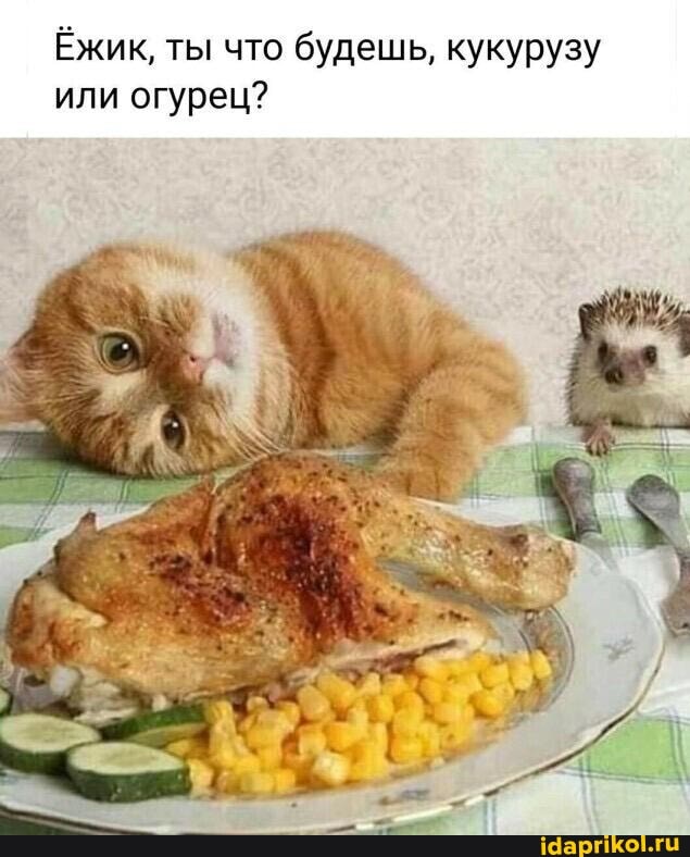 Ёжик, ты что будешь, кукурузу или огурец?